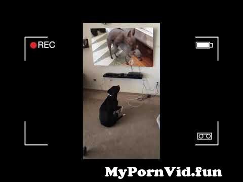 Dogporno Dog porn